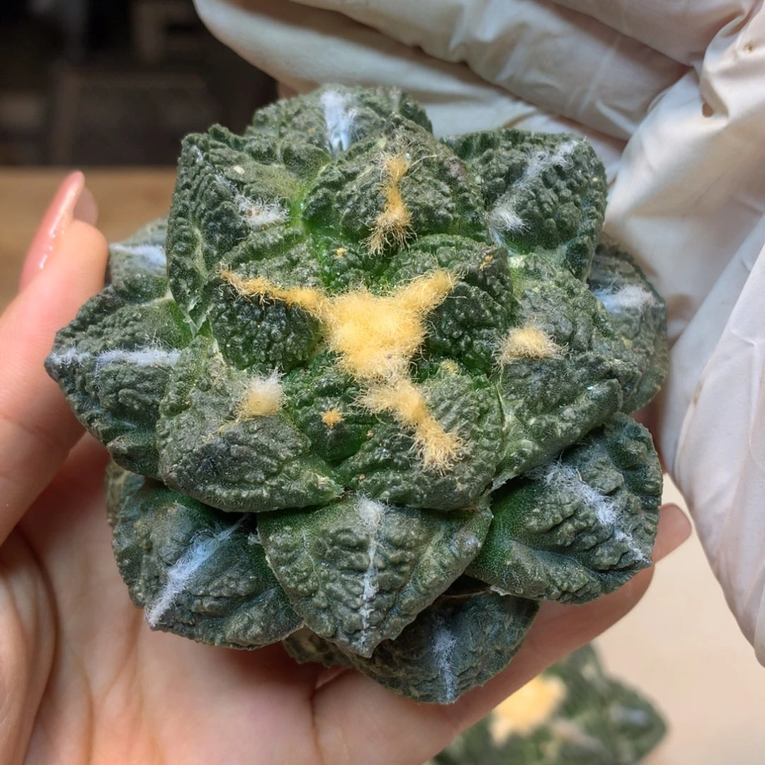 20号 苗接龟甲岩牡丹7.5公分 无根