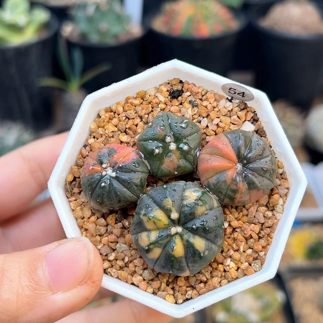 紫皮兜锦实生球带盆