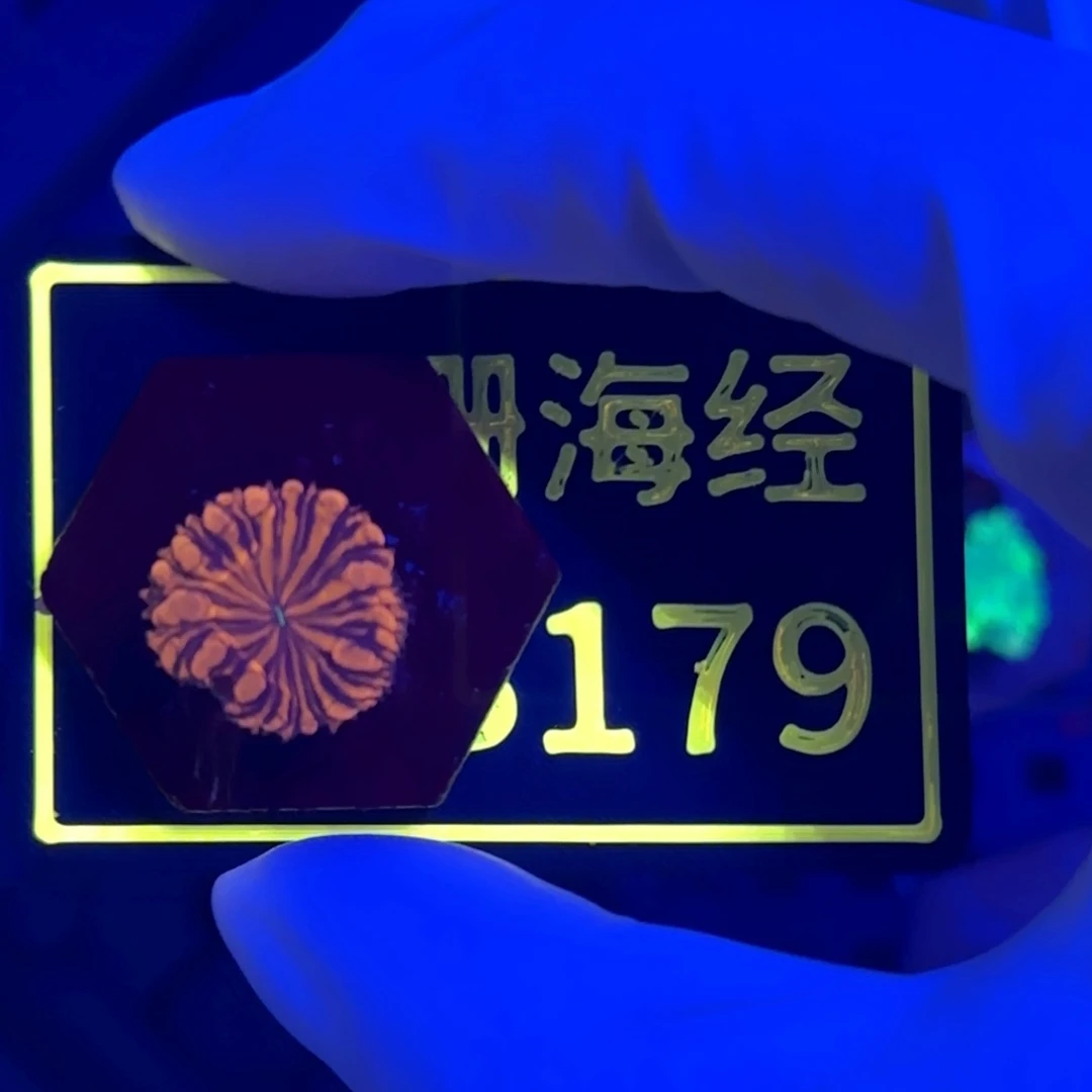 东****纽扣珊瑚又又不包邮纽扣脑B179