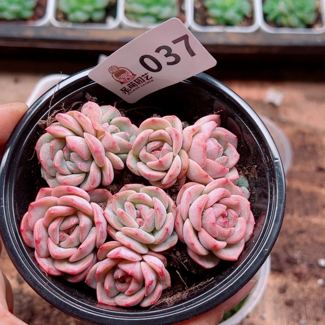 多肉植物多肉植物