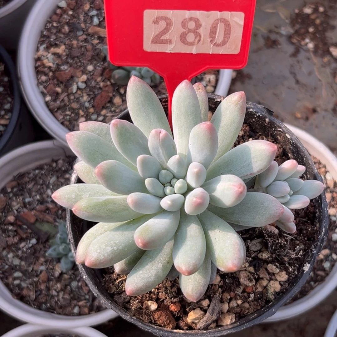 新品美人多肉植物280