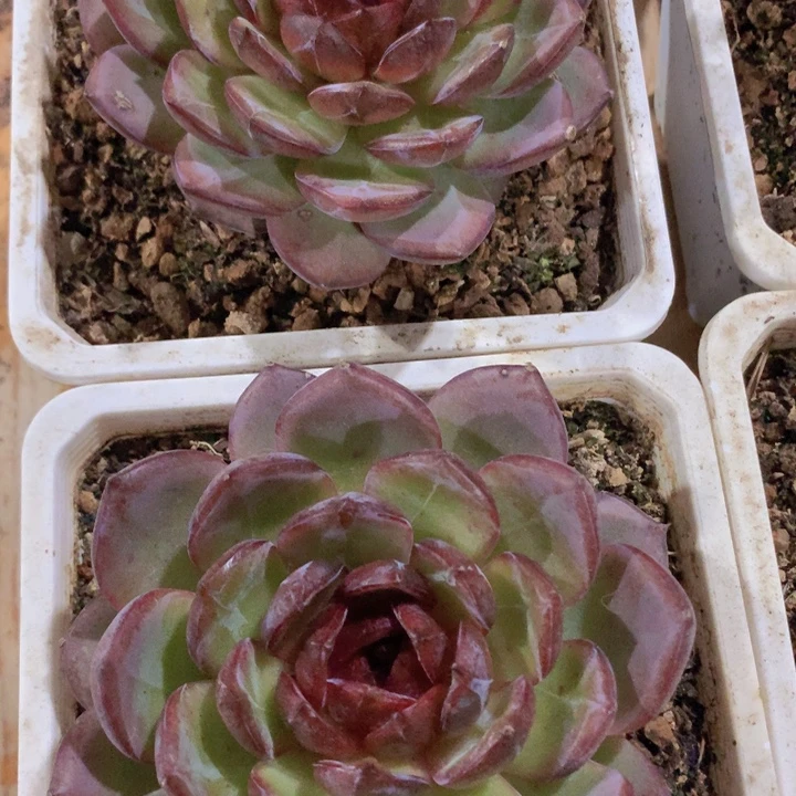 夜皇后大单头脱土