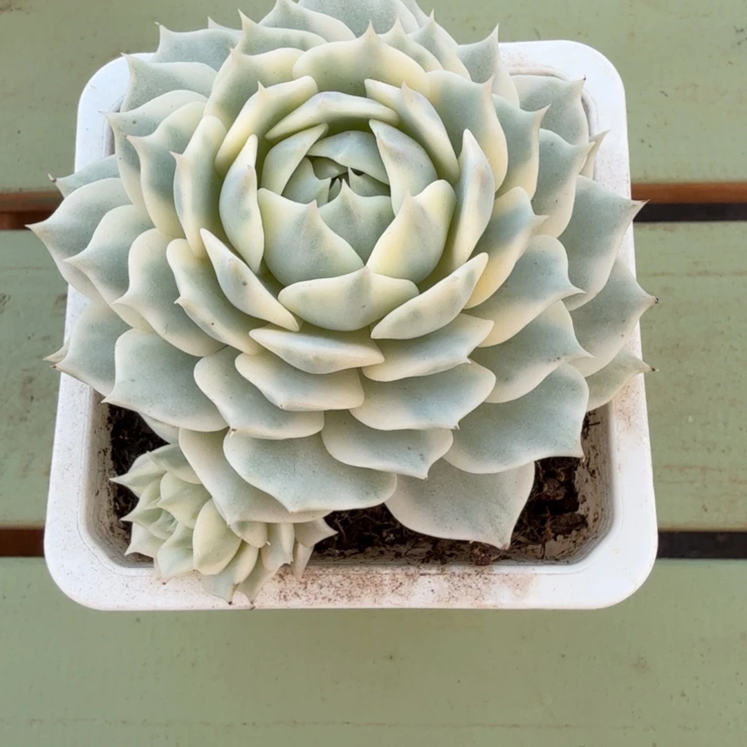 小***北露娜莲锦锦上园艺一物一拍