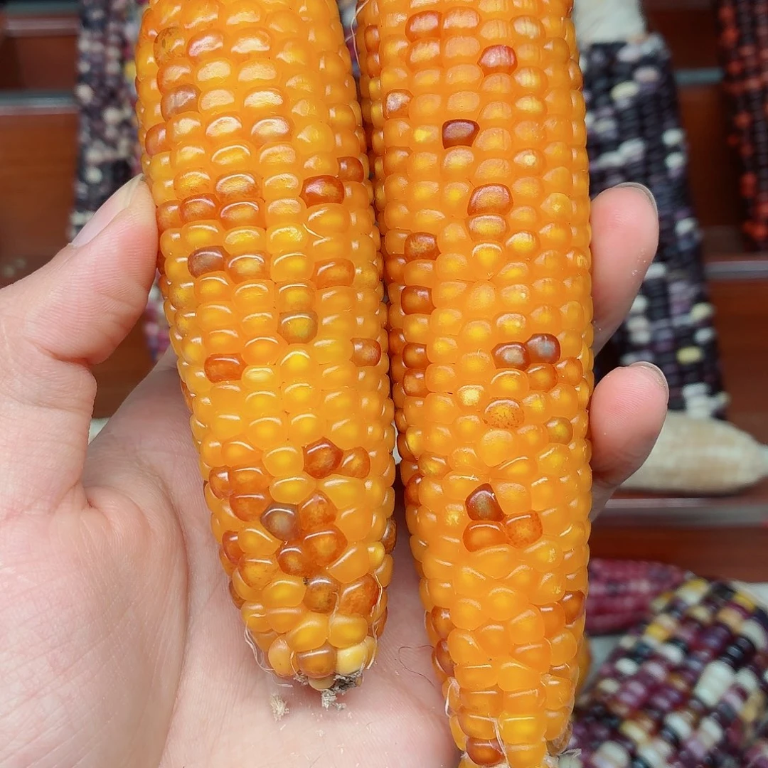 瑾***佳吊坠白玉菩提文玩玉米毛料精品
