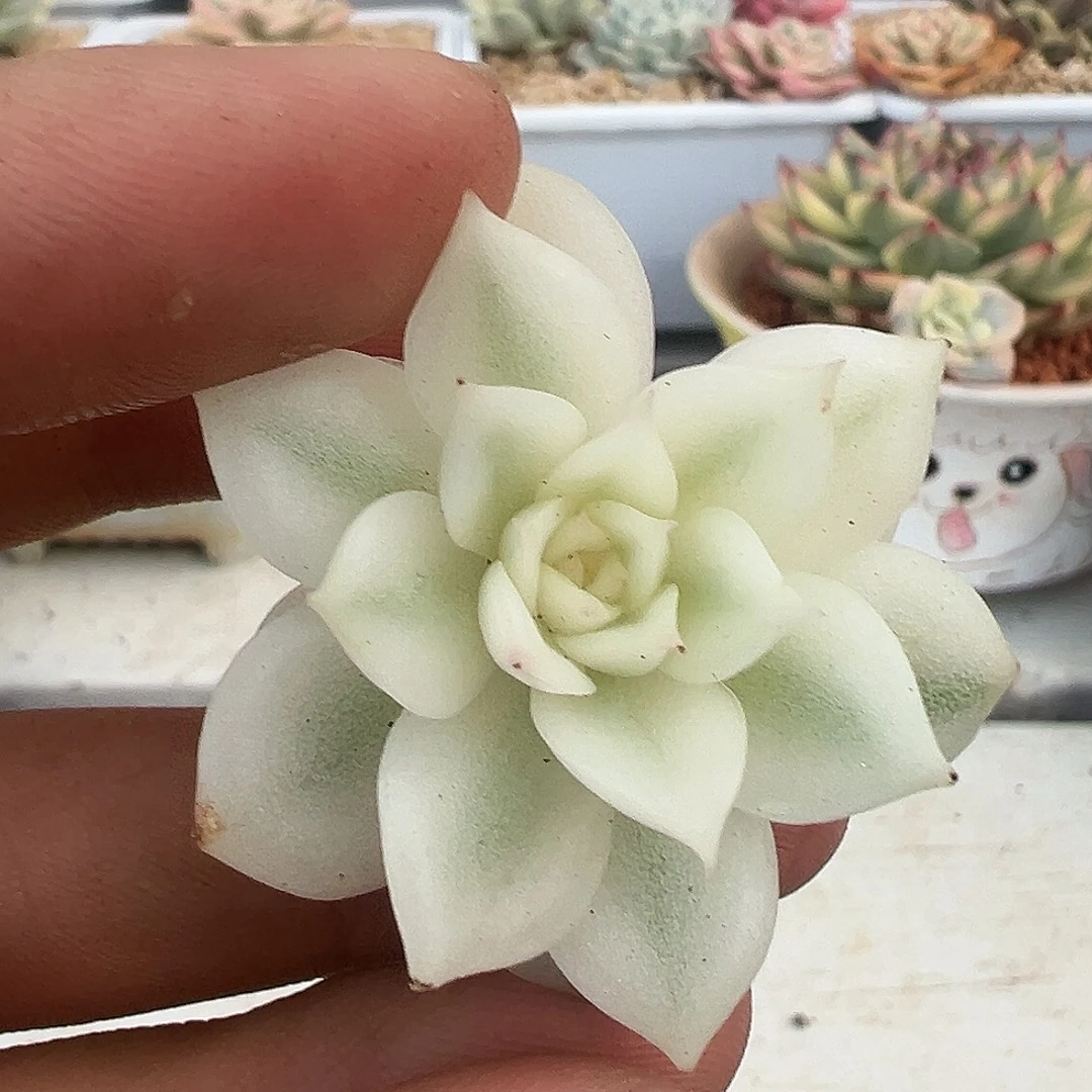 *****黑水晶宽锦侧芽多肉植物