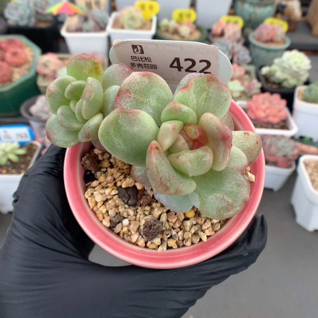 422 冰特价玉石化