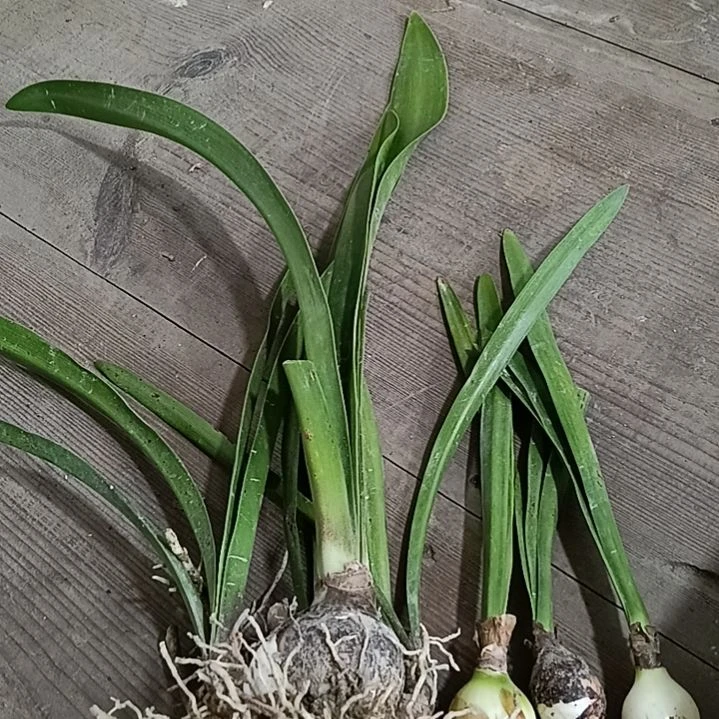 月***寿无花朵盐酥鸡3个土白一个