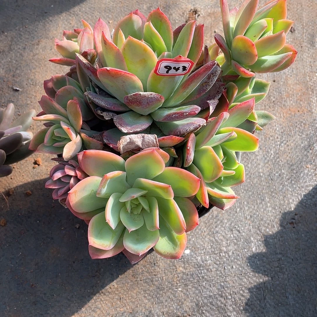 943绮罗一物一拍多肉