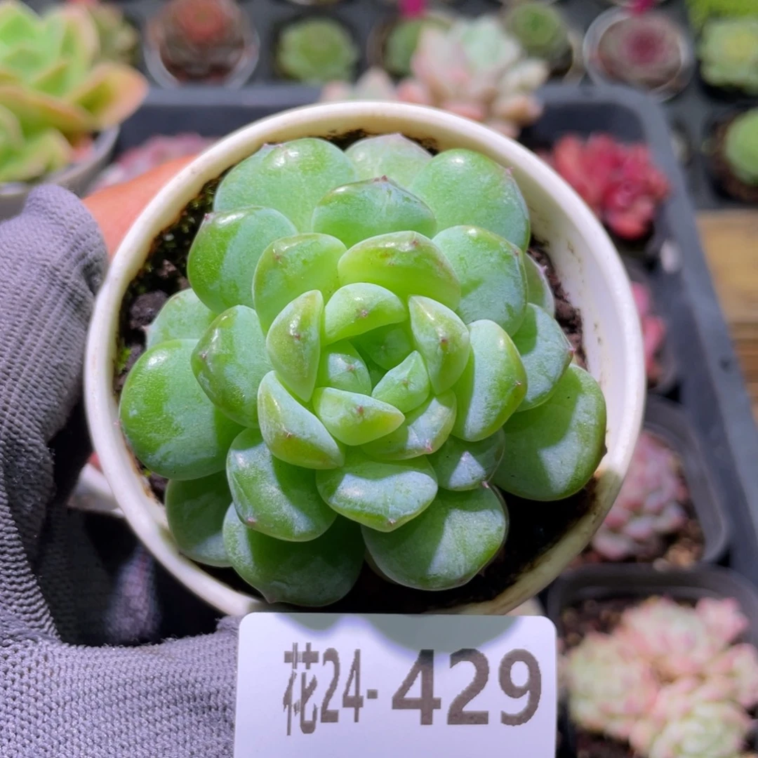 花利美24-429新品