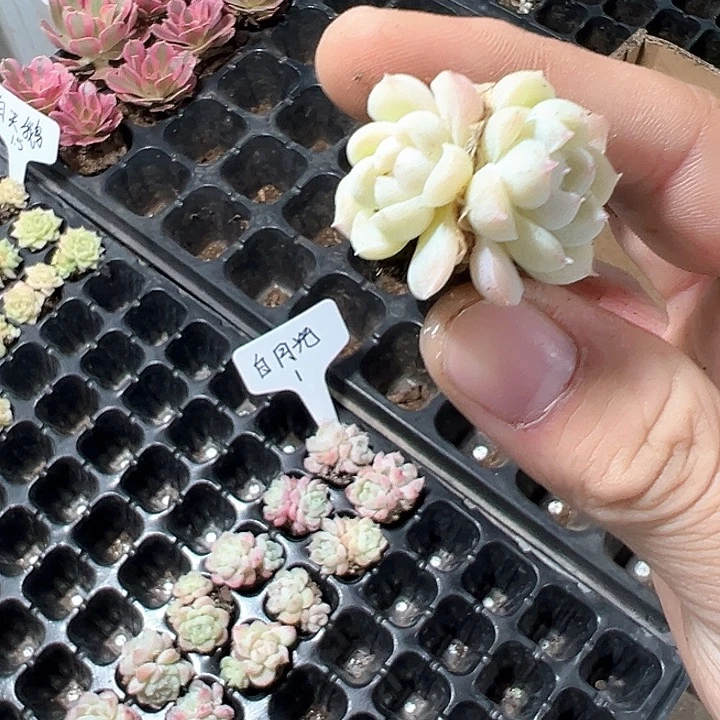 白月光 满10颗包邮