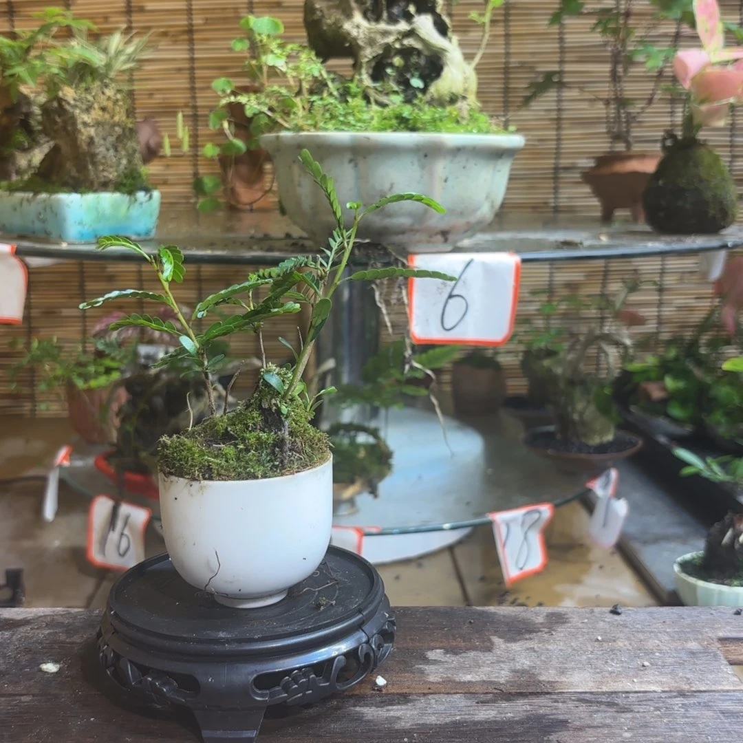 无花朵薯*喵退款拉黑一物一拍49