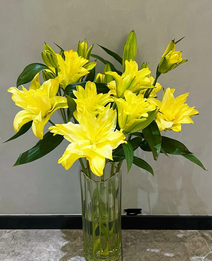 A级 扶光 重瓣香水百合（吸色花）