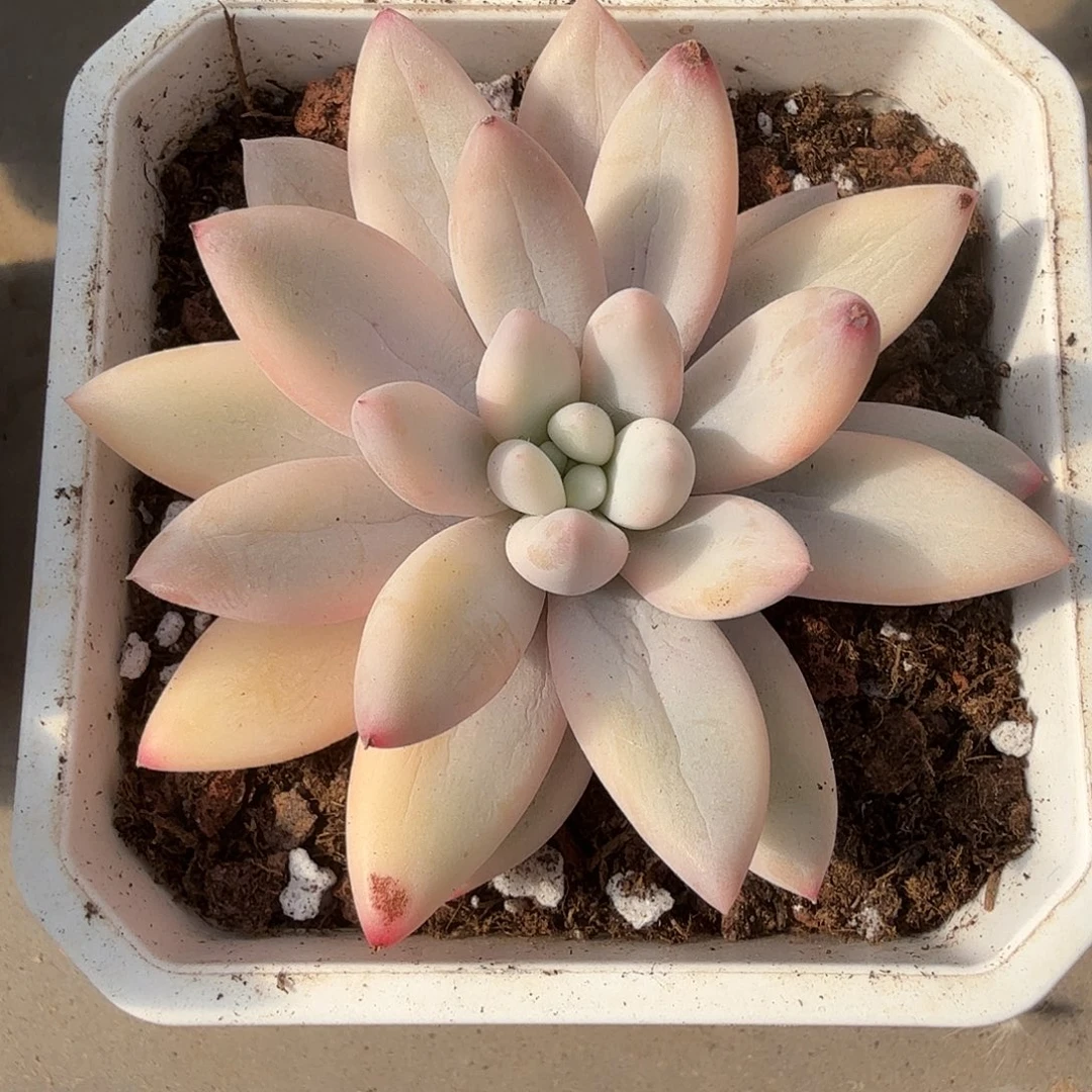 x***x椰奶啵啵锦，多肉植物