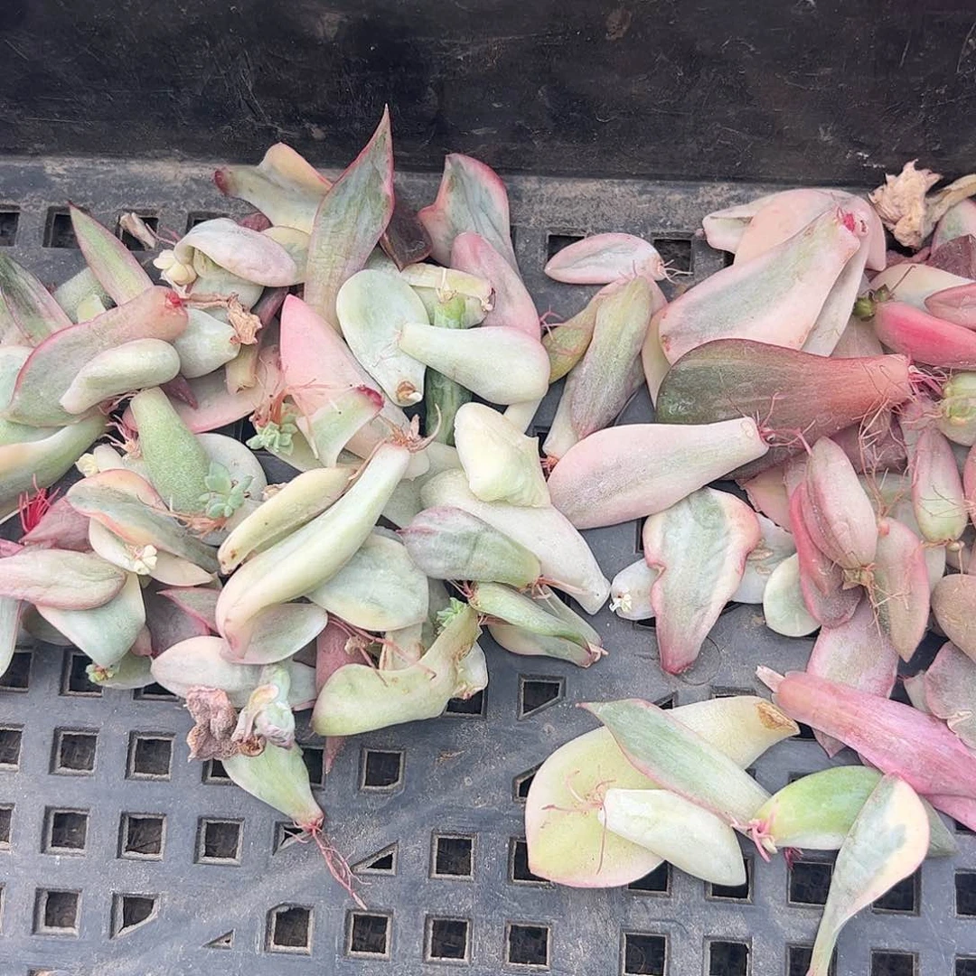 *****多肉植物多肉植物