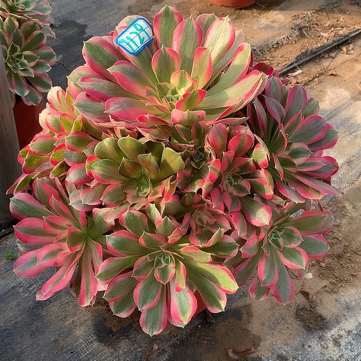 多肉植物粉女郎1129