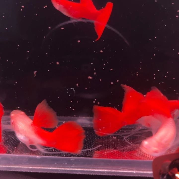 孔雀鱼血红大C3对