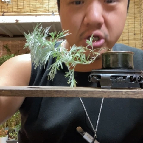 红陶一物一拍所见即所得52