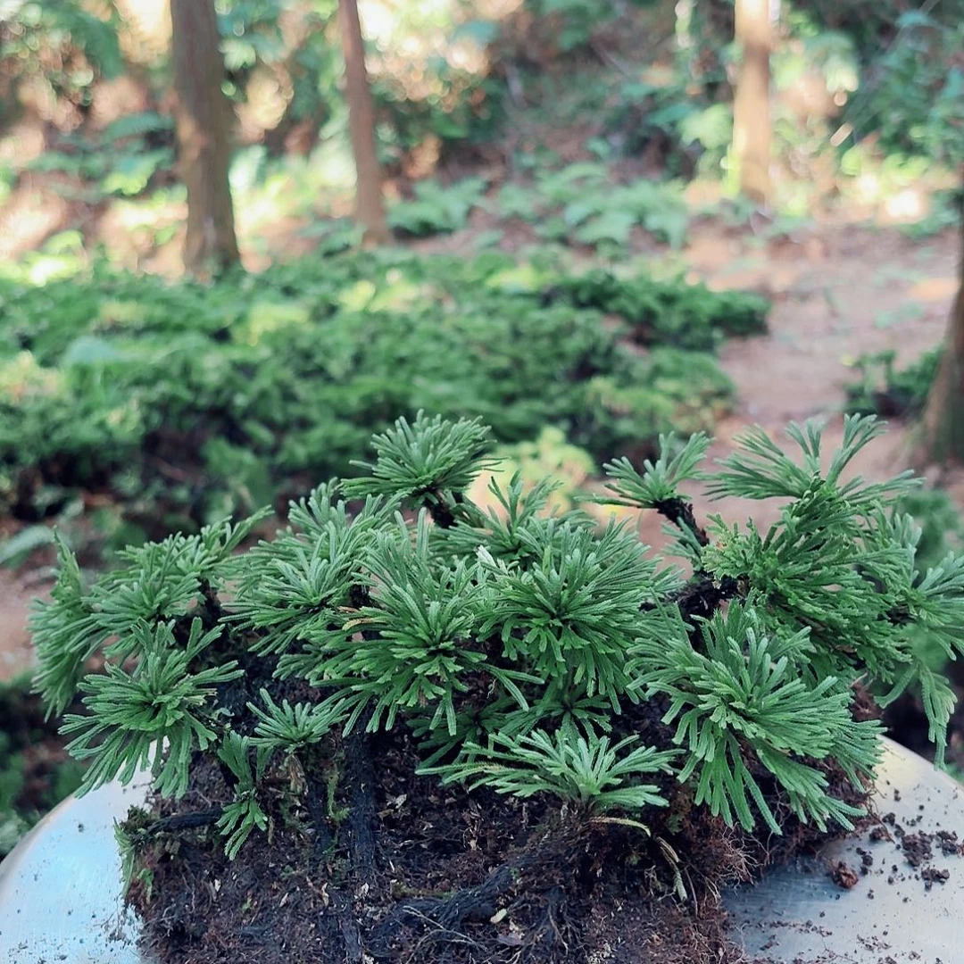 完全开放卷柏九死还魂草盆栽