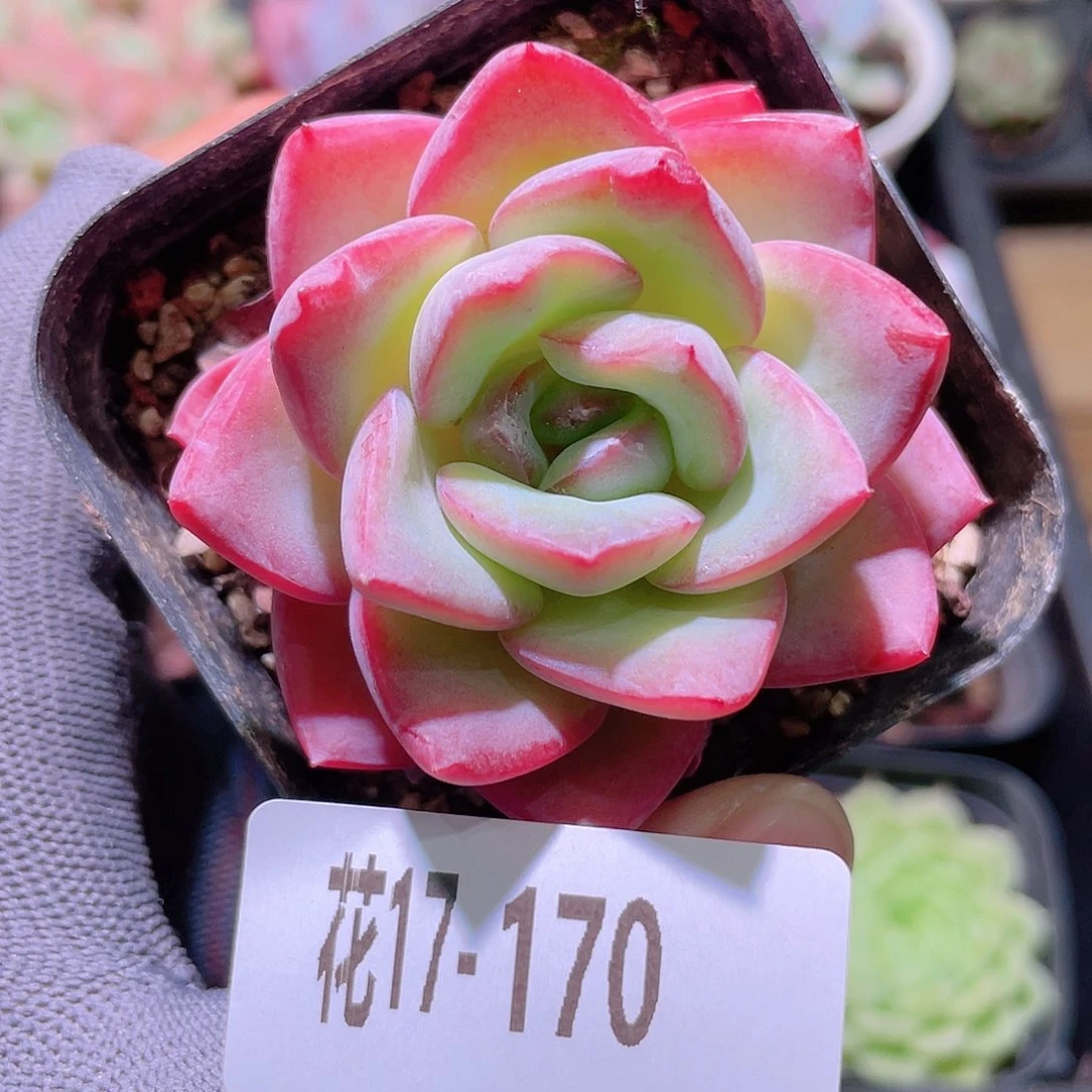花利美17-170草莓泡芙