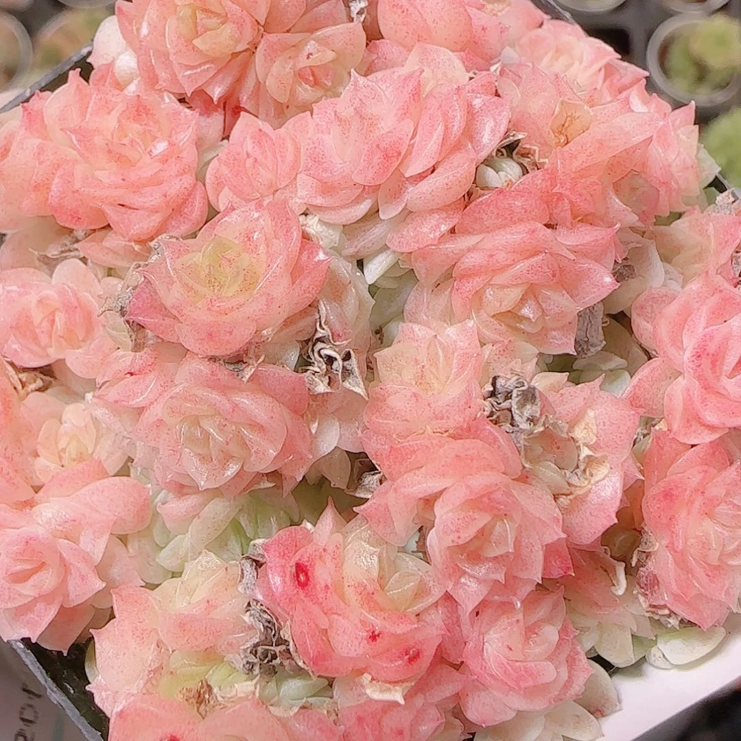 花语逸镜1122-300散