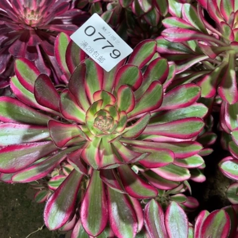 丽娜多肉多肉0779