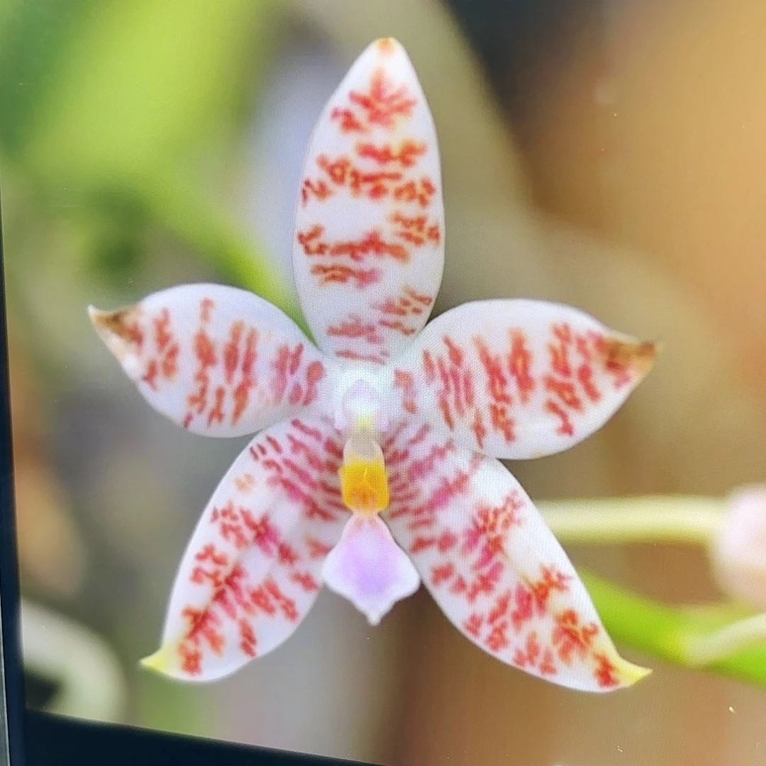 当前无花栽培后可以开花红珊瑚象形文字