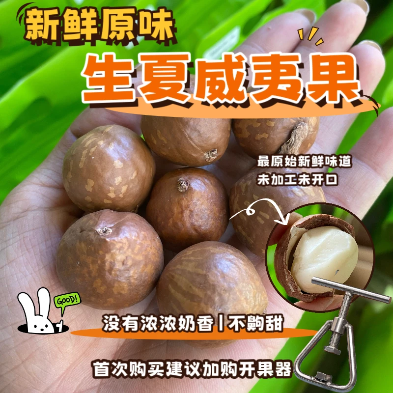 2025年新货云南原味未开口特大新鲜夏威夷果干果鲜果年货农家自产