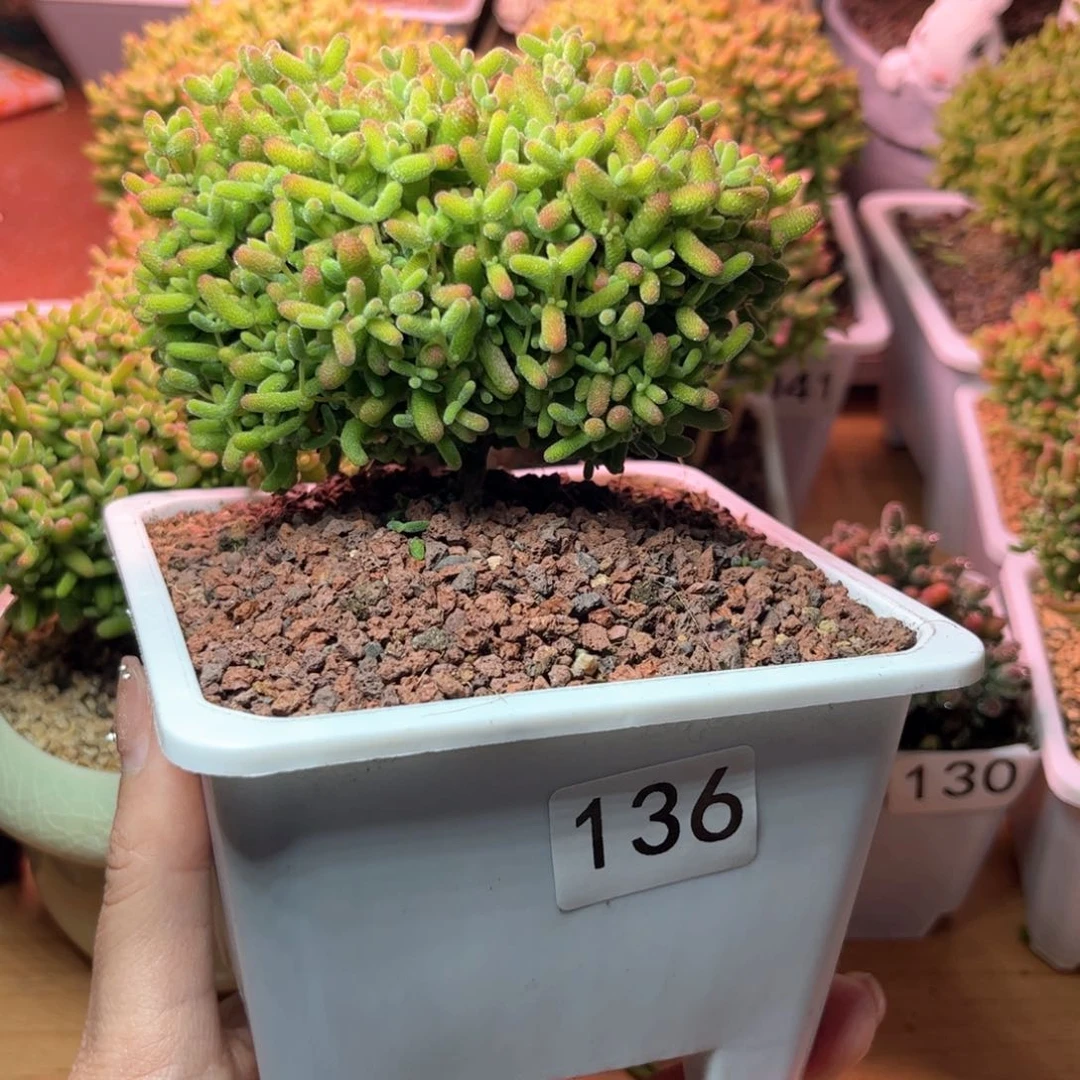 136蜜桔可爱多肉植物