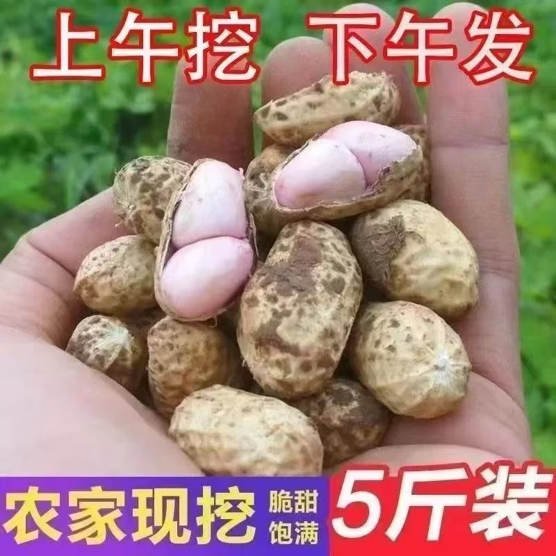 【农家鲜花生】现采现发可做水煮花生凉拌菜新鲜发货农家产放心购