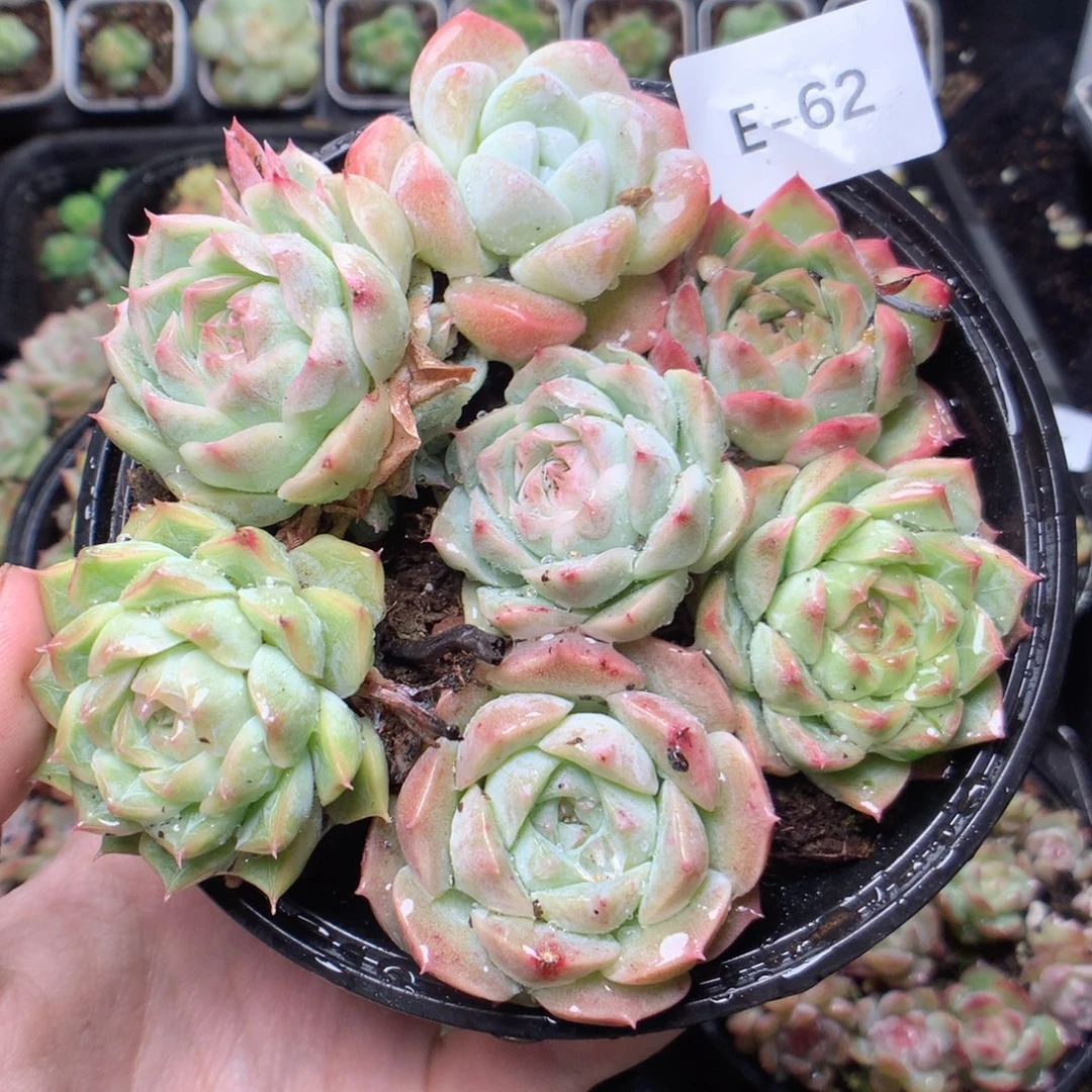无花朵E62gyyyyyyy