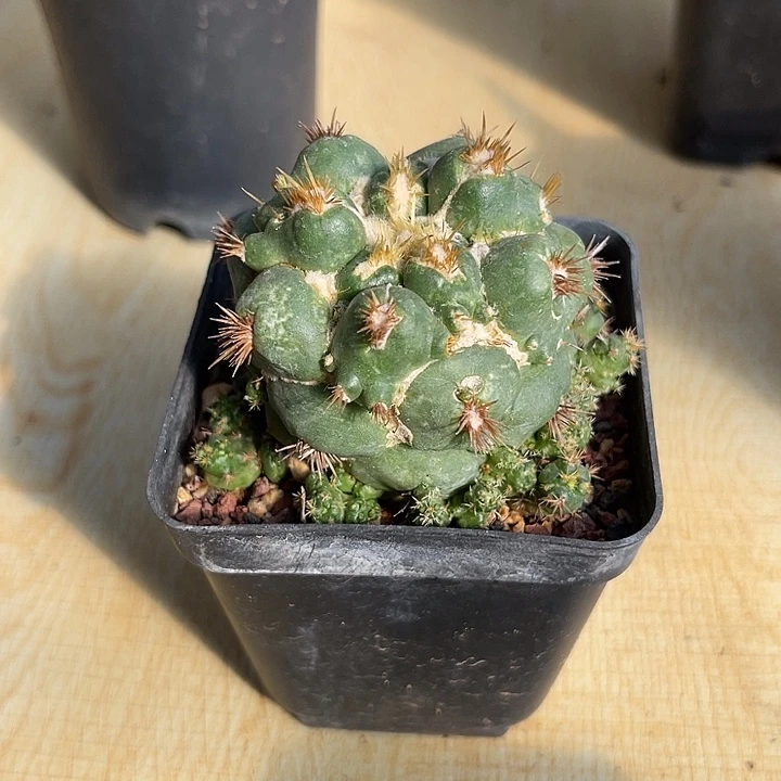 无花朵刺缀象牙一物一拍