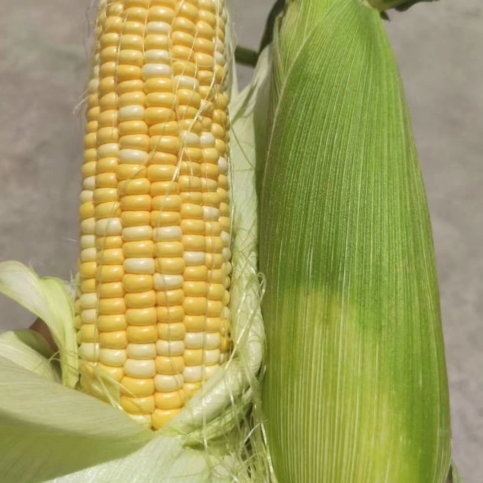 水果带壳甜玉米5斤新鲜水果玉米云南省云南省丽江市