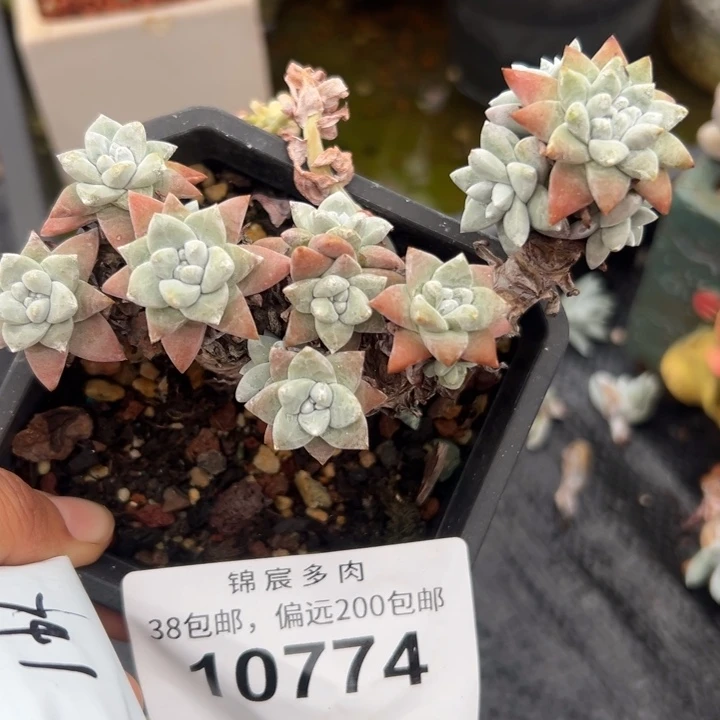 妖桩白菊～仙女杯10774