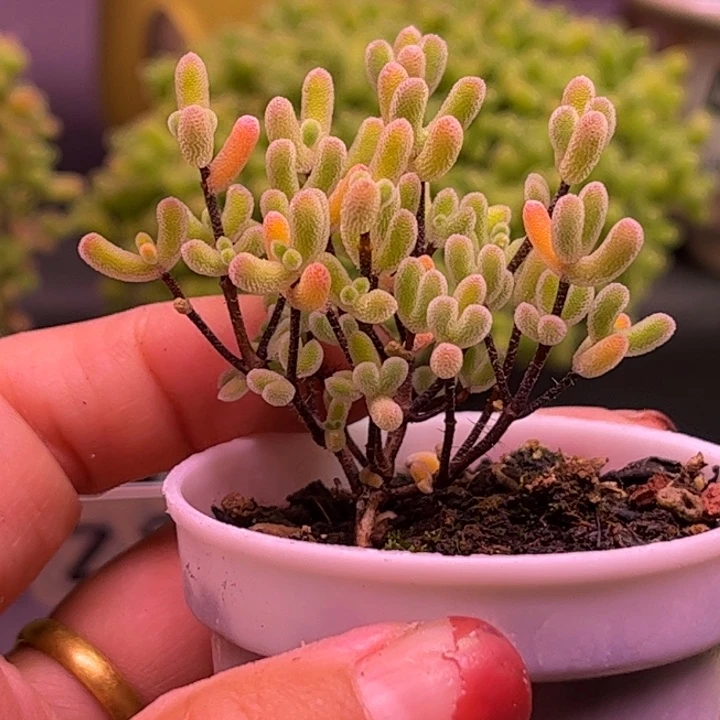 40实生小星星优选枝干