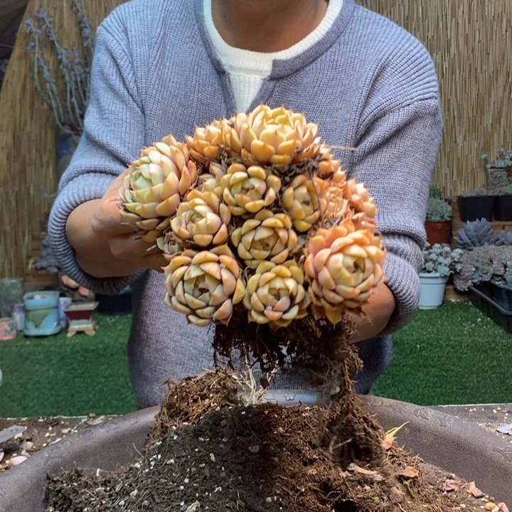 小***平280号苯巴多肉植物