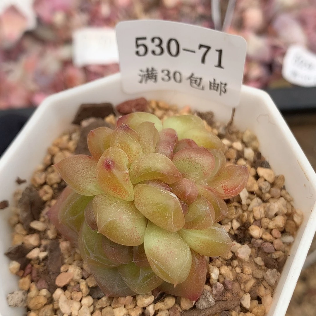 71。孤品珍妮朵缀。四头4cm