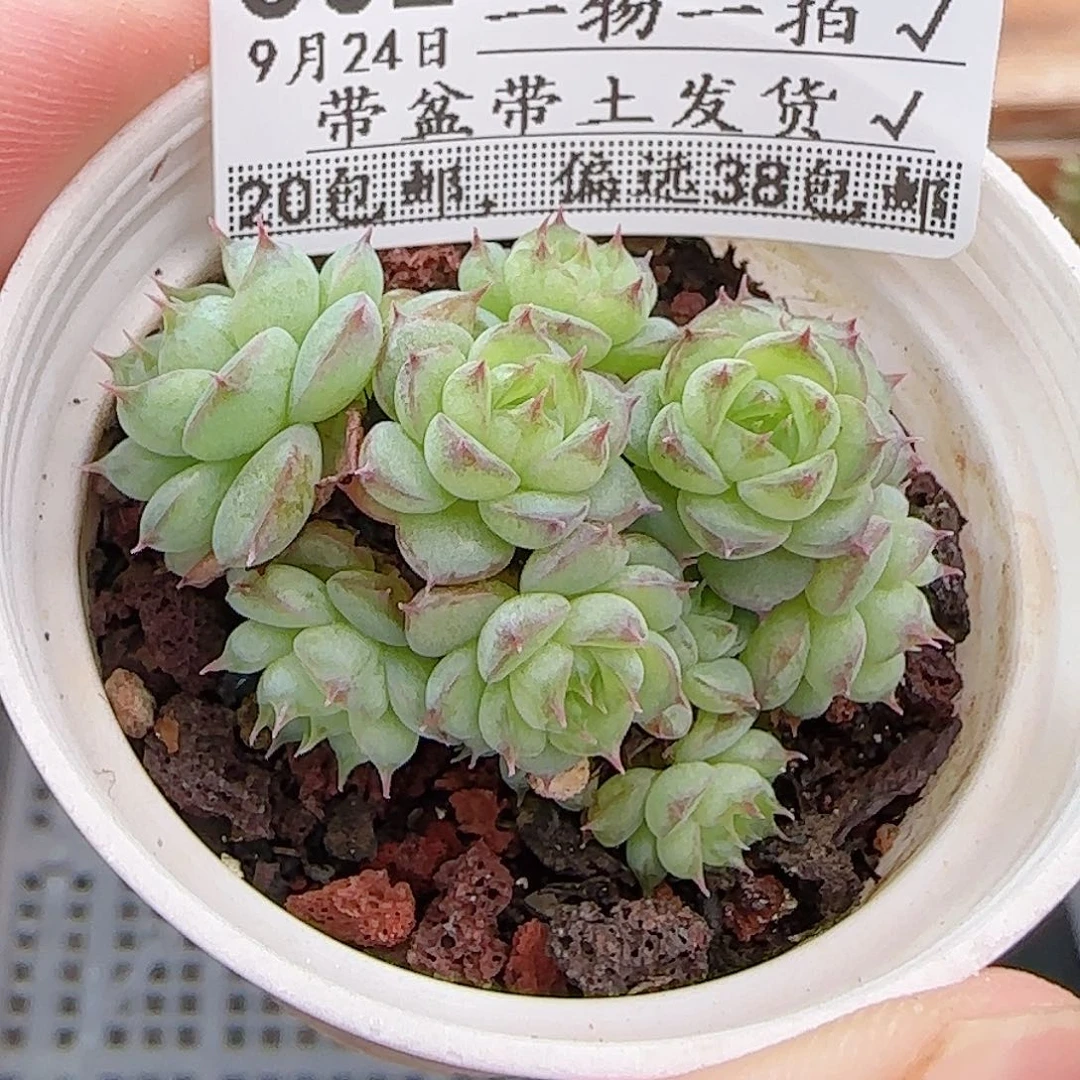 多肉0924--302虞姬