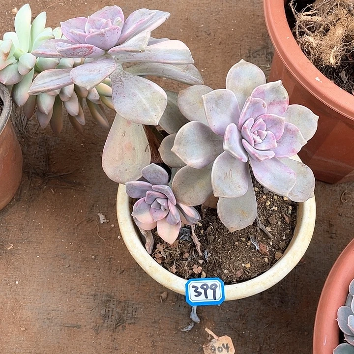 399紫乐锦 一物一拍多肉