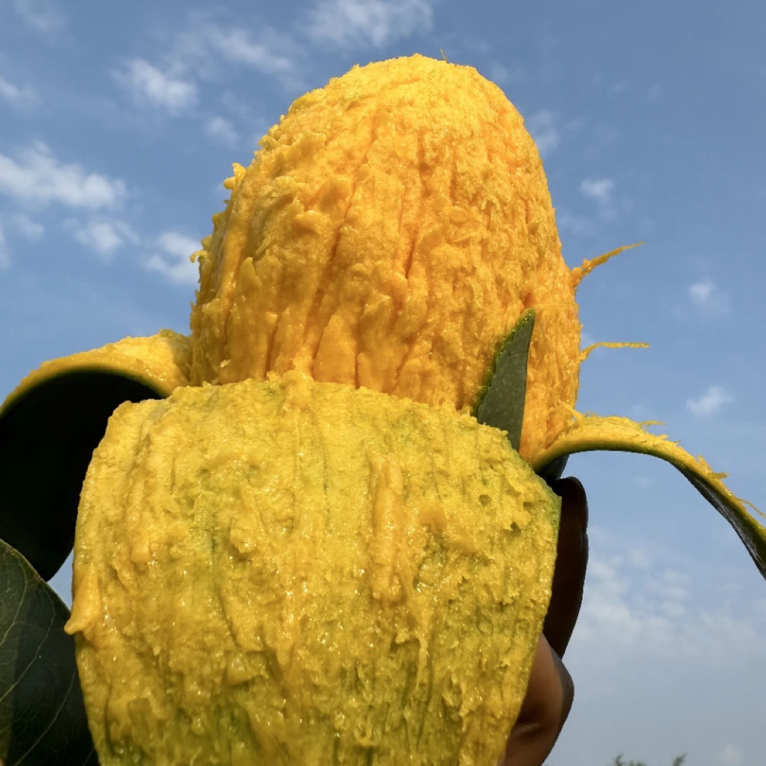 晚秋凯特芒果新鲜应季水果酸甜多汁现摘现发