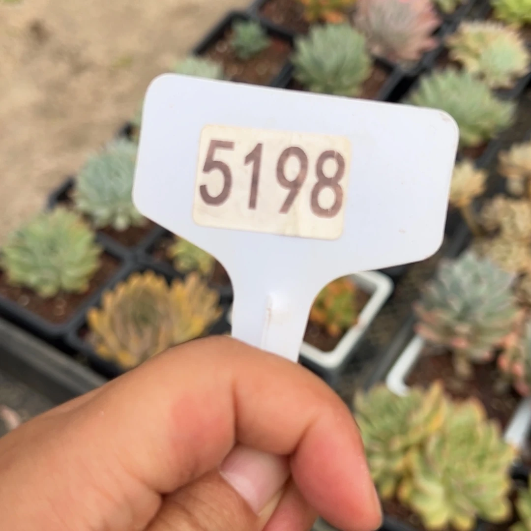 【闪购商品】西*5198。11111111