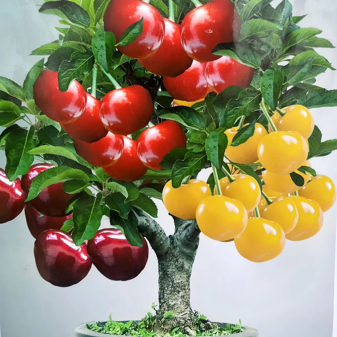 一树三品种巴西针叶樱桃南北方阳台庭院种植当年结果