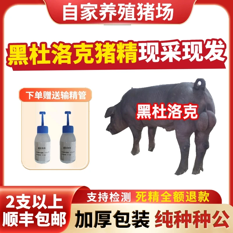 【黑杜洛克】40ml兽用优质精液黑猪精母猪配种人工授精当天现采现发