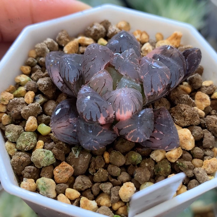 紫罗兰玉露锦，带盆发货