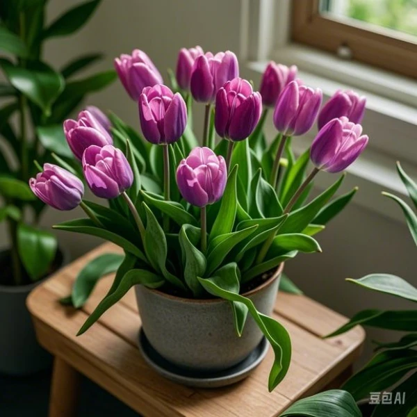 郁金香花苗带花苞室内阳台种植耐寒耐旱易养