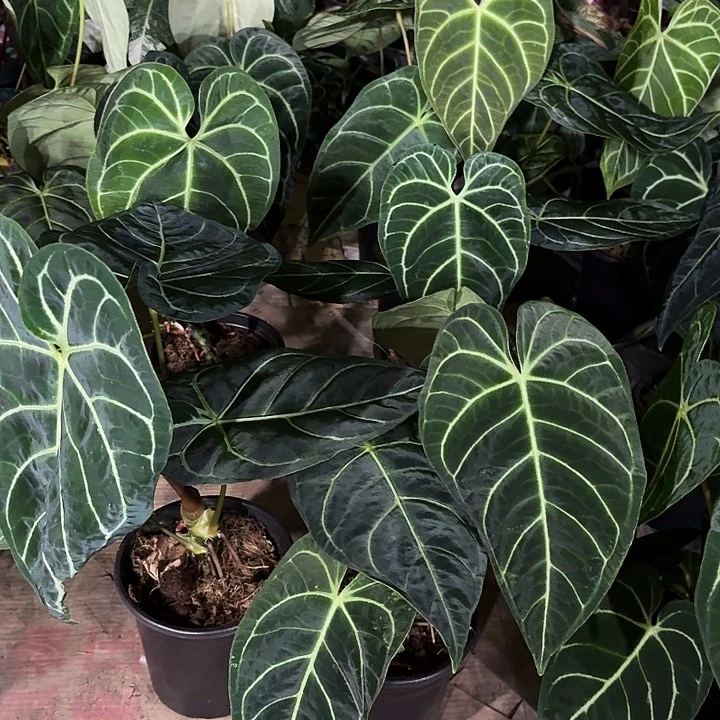 无花朵大帝王花烛叶损不售后绿植