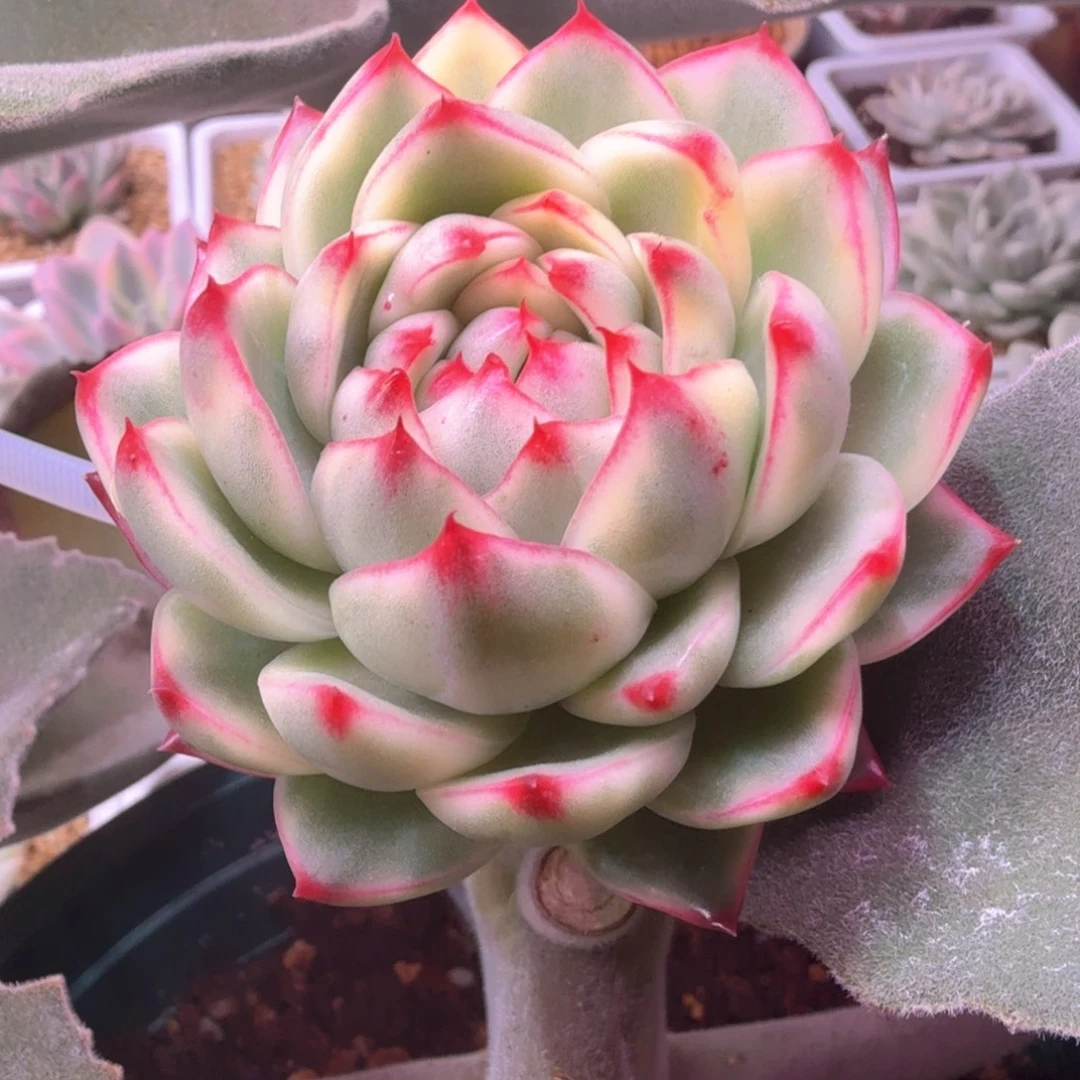 月亮石锦多肉植物