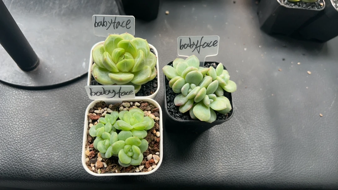 知和的多肉专拍链接