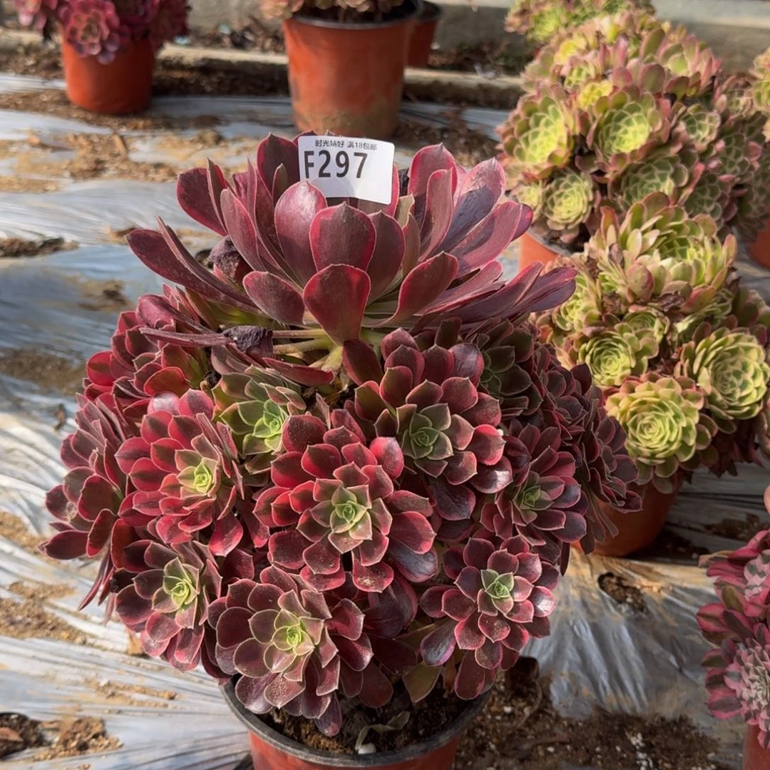 27金丝雀多肉植物