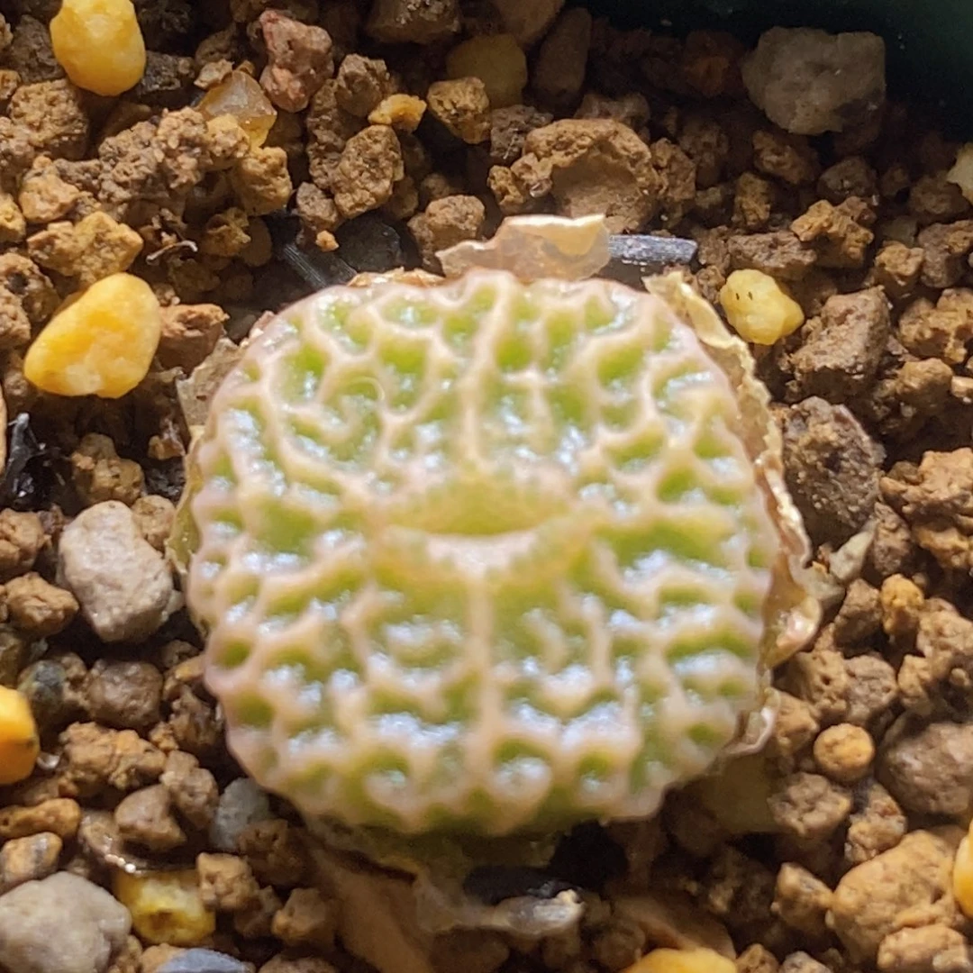 好看好看好看的dt7778chaoshao青蛙