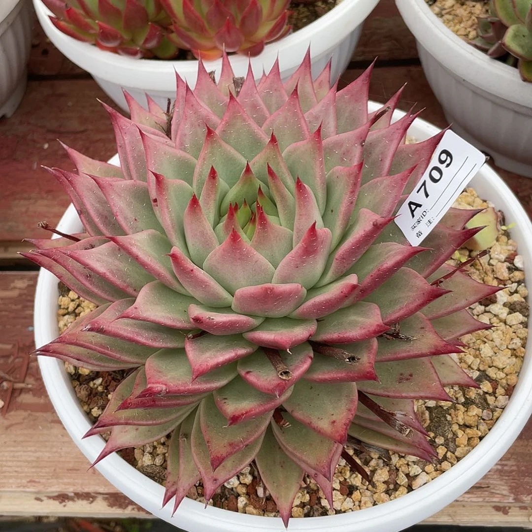 若如东云单拍A709